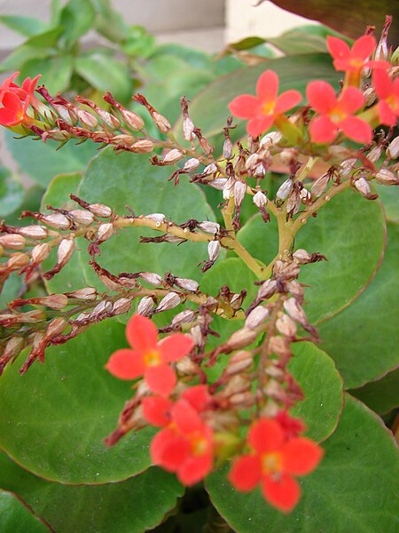 File:Starr 070529-7218 Kalanchoe blossfeldiana.jpg