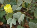 leaves, flowers