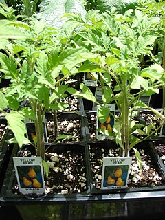 Plug (horticulture) seedling grown in tray