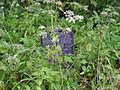 English: Tomb of the family von Grass. Tombstone in front of the Tomb Polski: Grobowiec rodziby von Grass. Nagrobek przed grobowcem