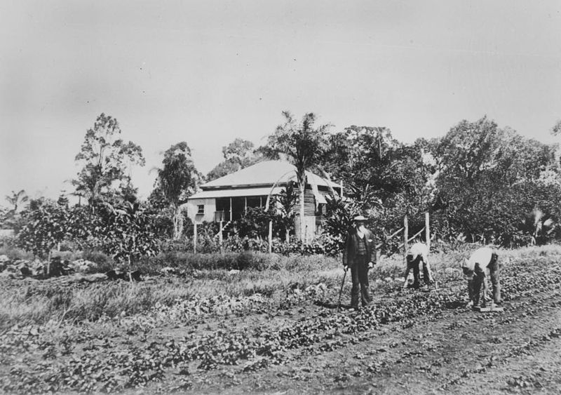 File:StateLibQld 1 51628 Harvesting the strawberries on a farm in Wellington Point, Queensland, ca. 1905.jpg