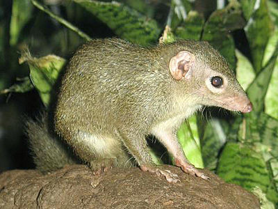 arbosoriko (Tupaia glis, "tupajo ordinara")