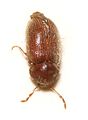 Drugstore beetle 2.25mm - 3.5mm