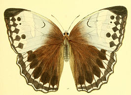 Stichophthalma camadeva