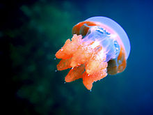 One of the harmless-to-humans jellyfish of Kakaban