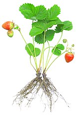 Strawberry Seedling.jpg