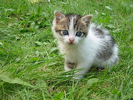 Huiskat (Felis catus)