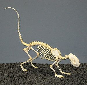 Striped Skunk Skeleton.jpg