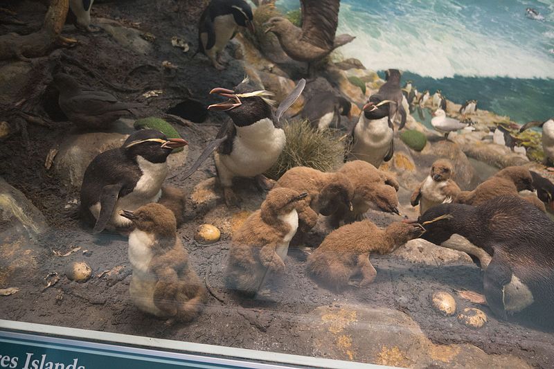 File:Stuffed penguins (21640194810).jpg