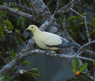 <span class="mw-page-title-main">Silver-tipped imperial pigeon</span> Species of bird