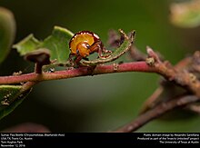 Sumac Flea Beetle feeds on external sides of leaves. Sumac Flea Beetle (Chrysomelidae, Blepharida rhois) (31289751726).jpg