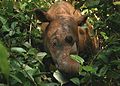 Sumatra-Nashorn im Nationalpark Way Kambas