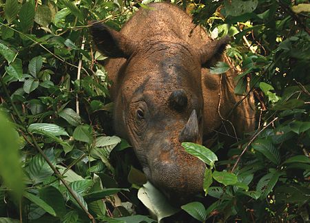 Tập_tin:Sumatran_Rhinoceros_Way_Kambas_2008.jpg