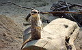 English: A meerkat perched on a piece of wood at Lille Zoo (North, France) Français : Un suricate juché sur un morceau de bois au Zoo de Lille (Nord, France)