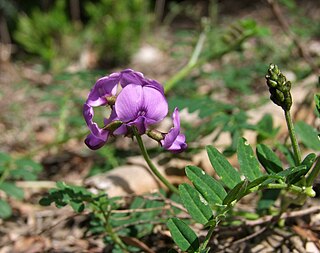 <i>Swainsona lessertiifolia</i> Species of plant