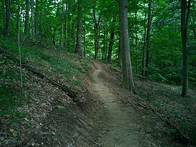 Szlak jaworowy Hoosier National Forest.jpg