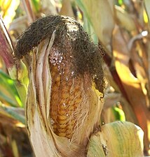 Symptoms corncobs destruction caused by Ostrinia nubilalis (cropped).JPG