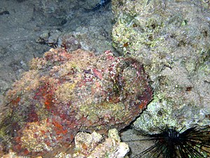 Arabian stonefish (Synanceia nana)