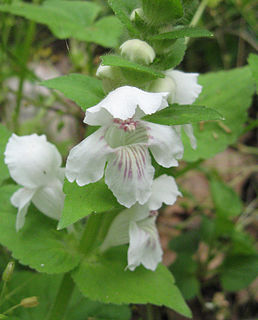 <i>Synandra</i> Genus of flowering plants