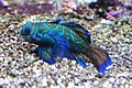 Brest Océanopolis 7 (Synchiropus splendidus) ((Mandarin fish)