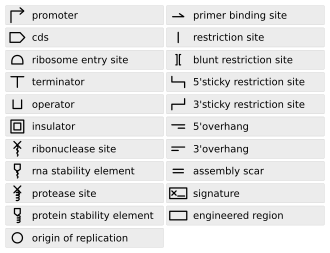 Synthetic Biology Open Language (SBOL) standard visual symbols for use with BioBricks Standard Synthetic Biology Open Language (SBOL) standard visual symbols.svg
