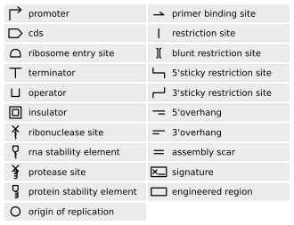 Synthetic Biology