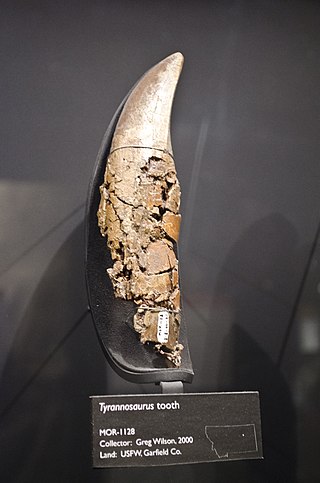 <span class="mw-page-title-main">Dinosaur tooth</span>