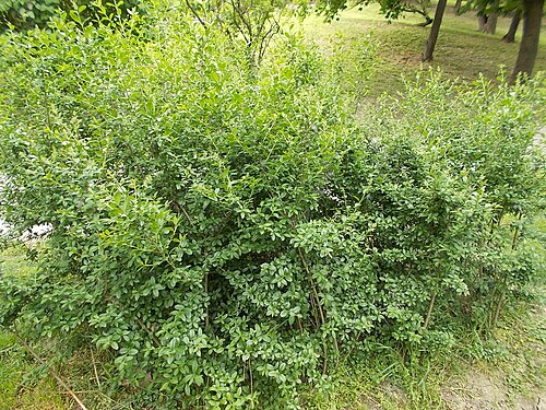 Ligusterweg Südbrookmerland