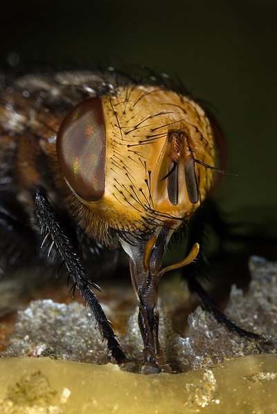 File:Tachina fly Gonia capitata feeding honey.jpg