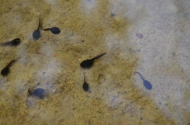 File:Tadpoles-338633.jpg