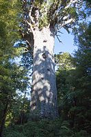 A legnagyobb élő kaurifa, a Tane Mahuta