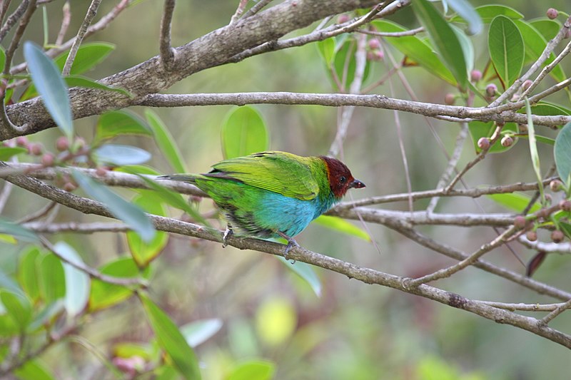 File:Tangara gyrola -Panama-8a.jpg