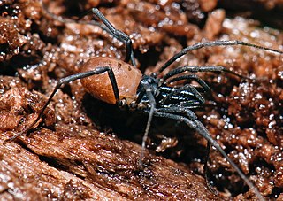 <i>Taracus</i> Genus of harvestmen/daddy longlegs