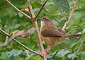 Tawny-bellied Babbler 1.jpg