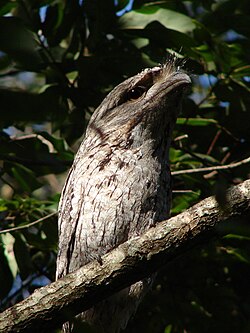 Australianpöllökehrääjä (Podargus strigoides)