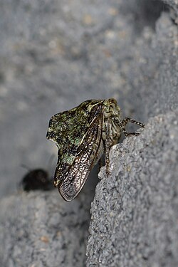 True Bug (Hemiptera)