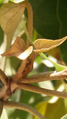 Tender leaves of Thespesia populnea.png
