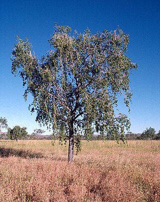 <i>Terminalia arostrata</i> Species of tree