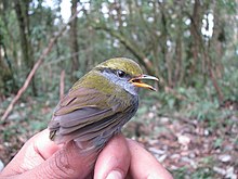 Grey-bellied tesia in India Tesia cyaniventer.jpg