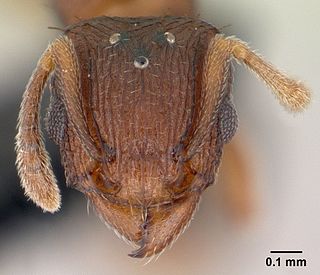 <i>Tetramorium simillimum</i> Species of ant