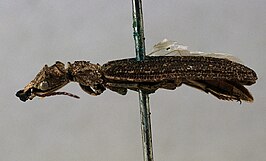 Tetraphalerus wagneri