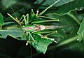 Great Green Bush-Cricket (Tettigonia viridissima Grünes Heupferd