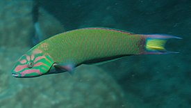 Thalassoma lunare