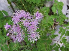 Thalictrum aquilegifolium a1.jpg