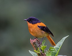 The Black and Orange Flycatcher