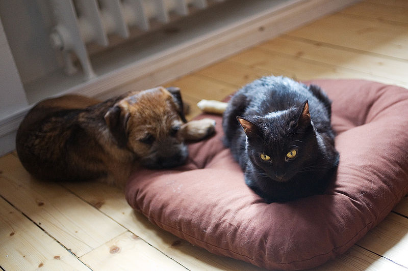 File:The Dog's Bed.jpg