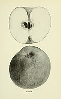 The apples of New York (1905) (19559330359).jpg