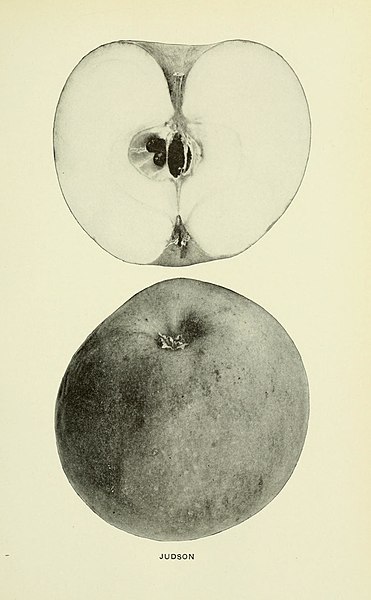 File:The apples of New York (1905) (19559330359).jpg