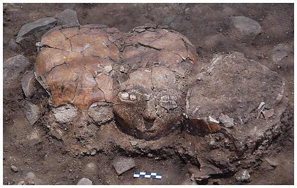 Plastered skulls in situ at Yiftahel, Pre-Pottery Neolithic B