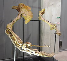 Therizinosaurus arms.jpg